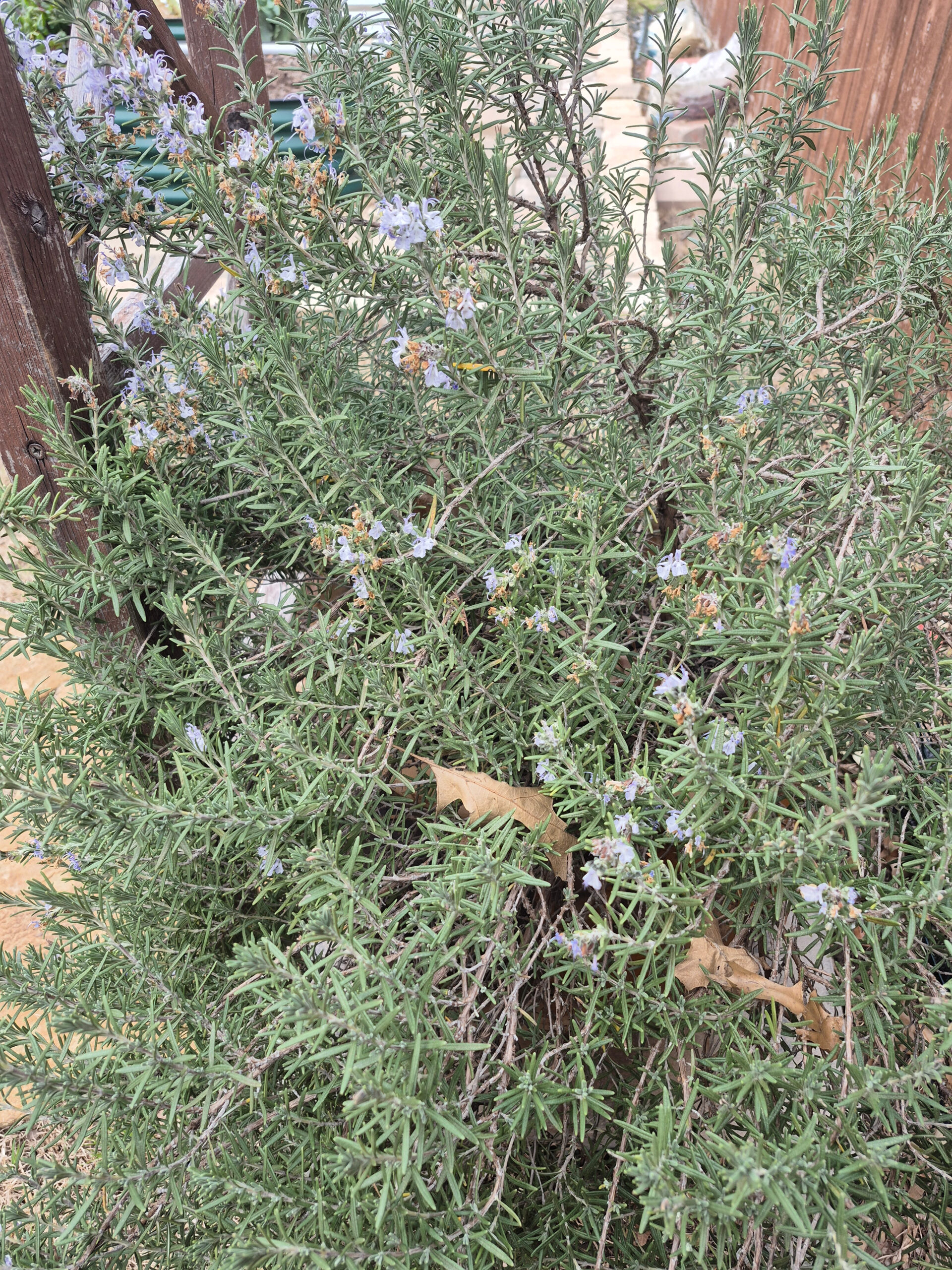 Tuscan Blue Blooming Rosemary